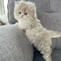 مجموعه گربه ایران کتز|گربه|بندرعباس, |دیوار