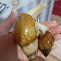 فروش حلزون آلبینو