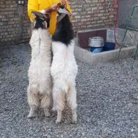 بزغاله نردوقلوخوشکل جلوکش