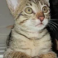 واگذاری گربه