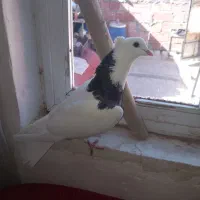 کبوتر|پرنده|اردبیل, |دیوار