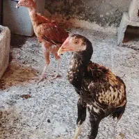 مرغ و خروس لاری