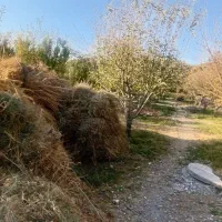 ۶۲ بسته علف