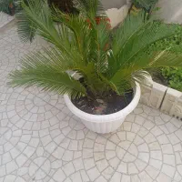 گل سیکاس