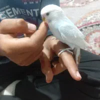 مرغ عشق دستی