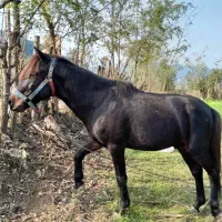 این اسب سیاه به فروش میرسد|اسب و تجهیزات اسبسواری|گوراب زرمیخ, |دیوار