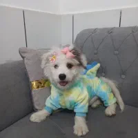 شیتزو ماده قیمت ۲۵۰۰