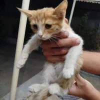 گربه دوماهه