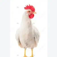 مرغ زنده