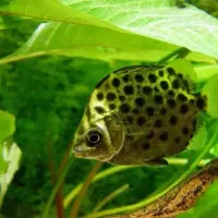 فروش ماهیان زینتی و تجهیزات آکواریوم