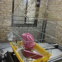 عروس هلندی نر سخنگو با دوتا قفس|پرنده|هشتگرد, |دیوار