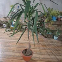 گل یوکا|گل و گیاه طبیعی|گرگان, |دیوار