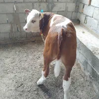 فروش تهیه و ارسال انواع گوساله سیمینتال بندرترکمن|حیوانات مزرعه|تربتحیدریه, حسنی بالا|دیوار