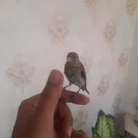 جوجه سهره قناری نر دستی|پرنده|اصفهان, باب الدشت|دیوار