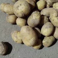 سیب گالاریا