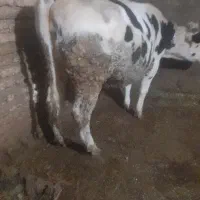 نخری درجه یک