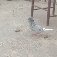 کبوتر  سرو دم سفید