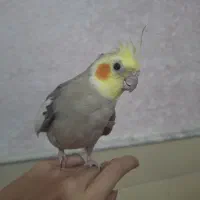 عروسهلندی نر دستی با ماده