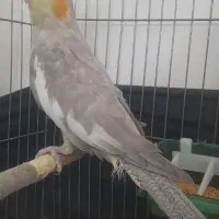 عروس هلندی ابلغ ماده