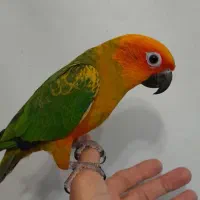 جوجه طوطی خورشیدی گرینچیک راهب سرلاکی