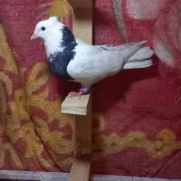 کبوتر طوق سیاه نر|پرنده|شیراز, لاله|دیوار