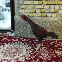 خروس لاری|حیوانات مزرعه|رشت, سلیمانداراب|دیوار
