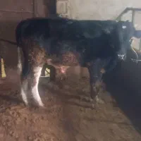 گوساله نر|حیوانات مزرعه|قیدار, |دیوار