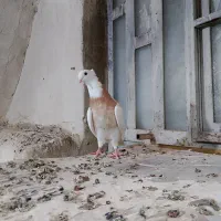 دو عدد ماده طوقی درجه یک|پرنده|اهواز, کمپلو شمالی|دیوار