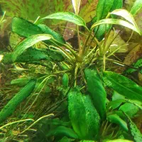 گیاه آنوبیاس زیبا|ماهی|تهران, چیتگر شمالی|دیوار