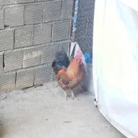 خروس بزرگ و تعدادی جوجه مرغ و جوجه خروس