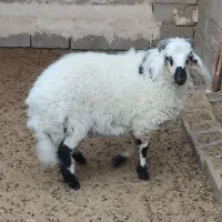 بره شیر نر