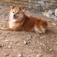 سگ پامر روباهی