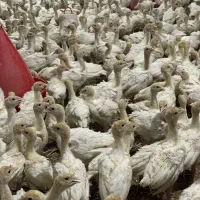 جوجه بوقلمون‌ بیوتی۶ یک‌ ماهه|حیوانات مزرعه|مشهد, اسماعیل آباد|دیوار