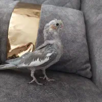 دو عروس هلندی|پرنده|اشتهارد, |دیوار