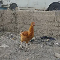 حیوان مزرعه