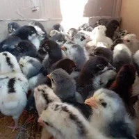 جوجه محلی اصل سرحال،گلین ،ریشی وطوسی|حیوانات مزرعه|برازجان, |دیوار