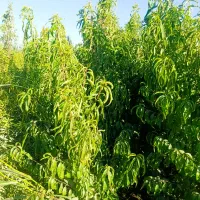 رشـد اقثصادی با نهـالهـای شهـر نـهـال|خدمات باغبانی و درختکاری|سردشت, |دیوار