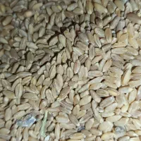 گندم دیم خوشه قرمز