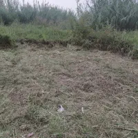 علف زنی|خدمات باغبانی و درختکاری|رشت, باهنر|دیوار