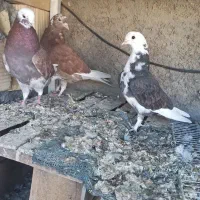 کفترفروشی|پرنده|شاهرود, |دیوار