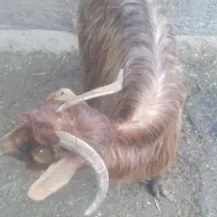 یک عدد بز|حیوانات مزرعه|باسمنج, |دیوار