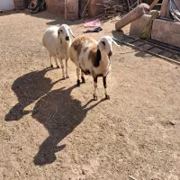 دوتا بره ماده جنس دار خشکل|حیوانات مزرعه|تربت‌حیدریه, چهارراه خواف|دیوار
