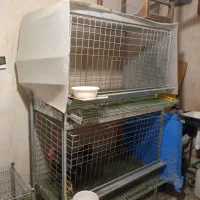 حراج کمیاب خروس ورورک و بارلوندر و قفس حرفه ای|حیوانات مزرعه|اصفهان, میرعماد|دیوار