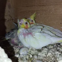 طوطی عروس هلندی سالم و سرحال|پرنده|لاهیجان, گلستان|دیوار