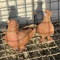 کبوتر راعبی