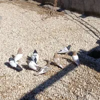 کفتر|پرنده|کبودرآهنگ, |دیوار