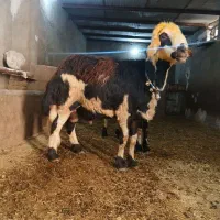 قوچ افشار پلنگی