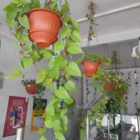 گلدان و گیاه پتوس