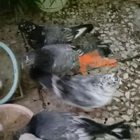 جوجه باخت رفته