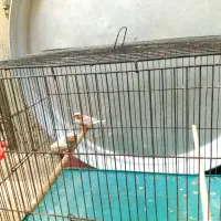 جفت ایزابل درشت مولد مولد